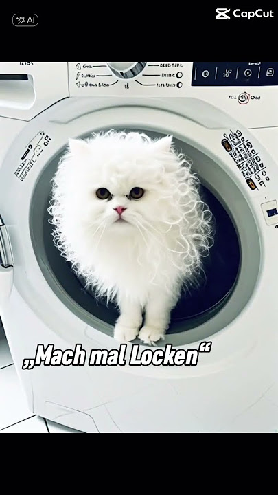 My white persian cat gets CURLS😱🥰😅 #perser #persiancat #catlife #catshorts #whitecat #fluffycat