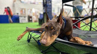 Beau Goes to a Seminar - Silver Spring, MD, USA