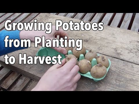 Growing Potatoes From Planting To Harvest