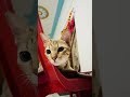 😂🧿😘 #funny #fun #cat #cuteanimal #pets #viralvideo