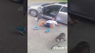 Dog Takes out Friend During Fetch || ViralHog