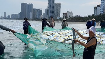 Ngư Dân Làng Chài Mân Thái Trúng Mẻ Cá Sòng Biển Sơn Trà Đà Nẵng