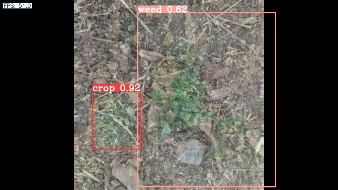 Crop-Weed Classification and Detection using YOLO
