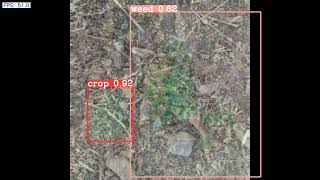 Crop-Weed Classification and Detection using YOLO