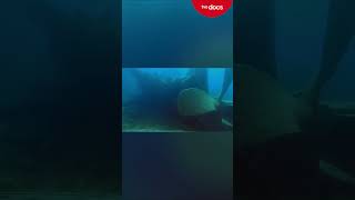 CLIP | The City of Cleveland Shipwreck | TRIPPING The Bruce | TVO Original