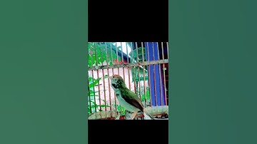 tembakan prenjak lumut perih#prenjaklumutgacor #prenjakmerah #prenjakgunung #shorts