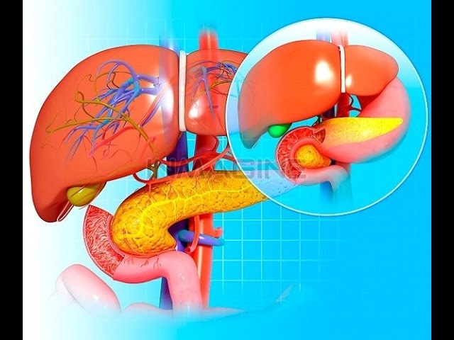 ***Поджелудочная Железа и Печень***|***Podzheludochnaja Zheleza i Pechen'***