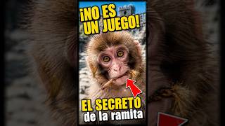 EL SECRETO DE SU RAMA: Por qué Punch siempre lleva algo en la boca 🌿🐒