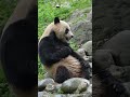 Panda Le Le Knows How To Beat Summer Heat | iPanda #shorts