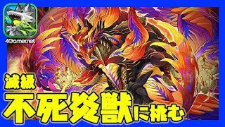 【サモンズボード】滅級「不死炎獣」に挑む！おれっち＆こーすけのふわっとライブ配信：第10回【4GamerSP】