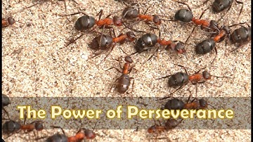 The Power of Perseverance