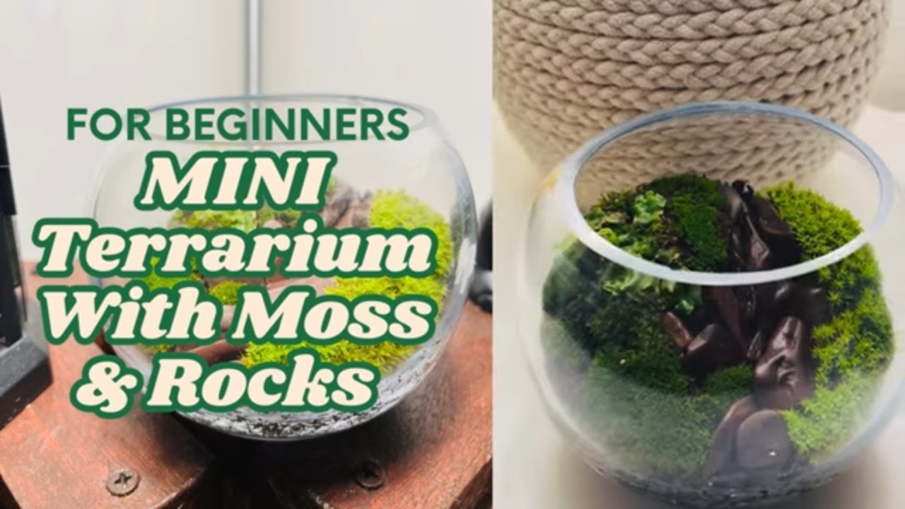 DIY Mini Moss & Rock Terrarium 🌿 | Step-by-Step Tutorial for Beginners ...