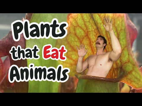 Plants That Eat Animals: A Dive into Carnivorous Plants