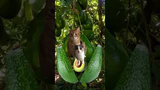 Avocado Cat