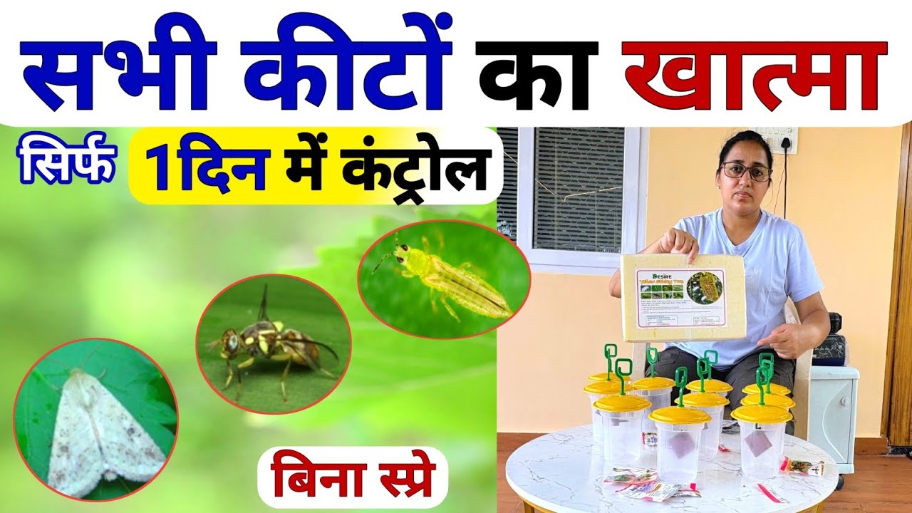 सभी कीटों का 💯कंट्रोल 🤗 बिना स्प्रे | thrips whitefly control | fruit fly control | leaf curl virus