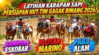 Latihan Karapan Sapi Persiapan HUT Tim Gagak Rimang Di Lap Asemanis Pamekasan. 