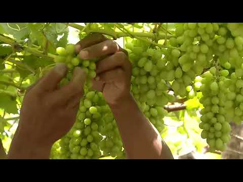Agricultor de São José da Tapera produz uvas em pleno Sertão alagoano