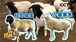 “北漂”白领发“羊”财养上“混血”黑头羊年赚上千万 | CCTV「致富经」20210423