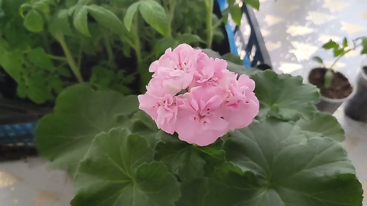 нужен ли фосфор для рассады томатов