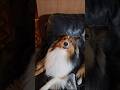 可愛いうちのイヌ　#シェットランドシープドッグ #シェルティ#犬のいる暮らし