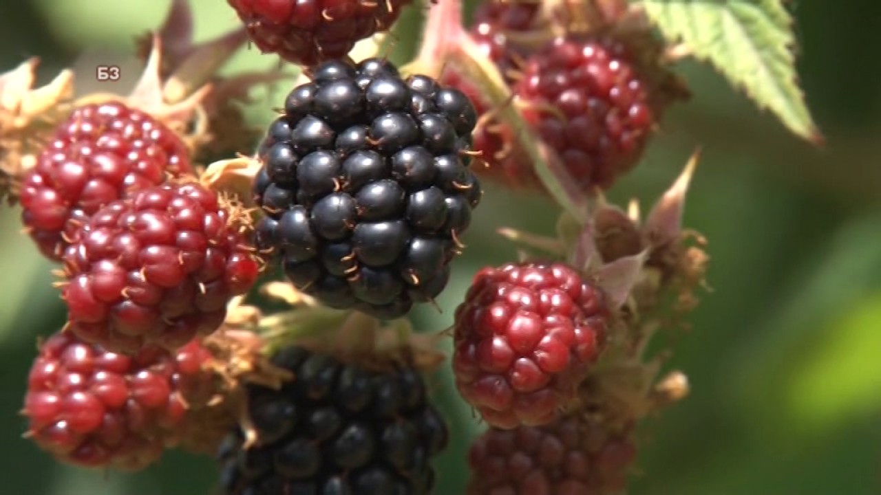 Kako da napravite najbolji kupinjak u Srbiji  - ali i da li podizati kupinu uopste ?
