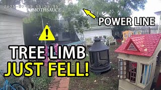 Why you should be terrified of TREES! @MOTHSAUCE