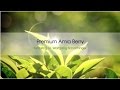 Premium amla berry  maharishi ayurveda