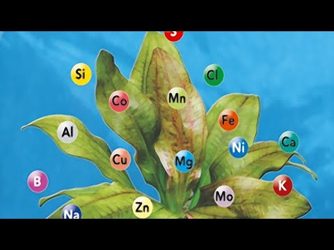 Видео: Как узнать, запатентовано ли растение?