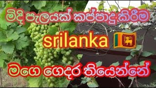Srilankan Grapes cultivation my home garden