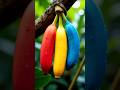 Enjoy Beautiful Unique Banana 🍌