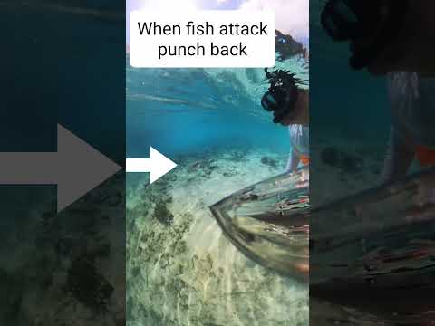 When fish attack,