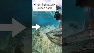 When Fish Attack, Punch Back.