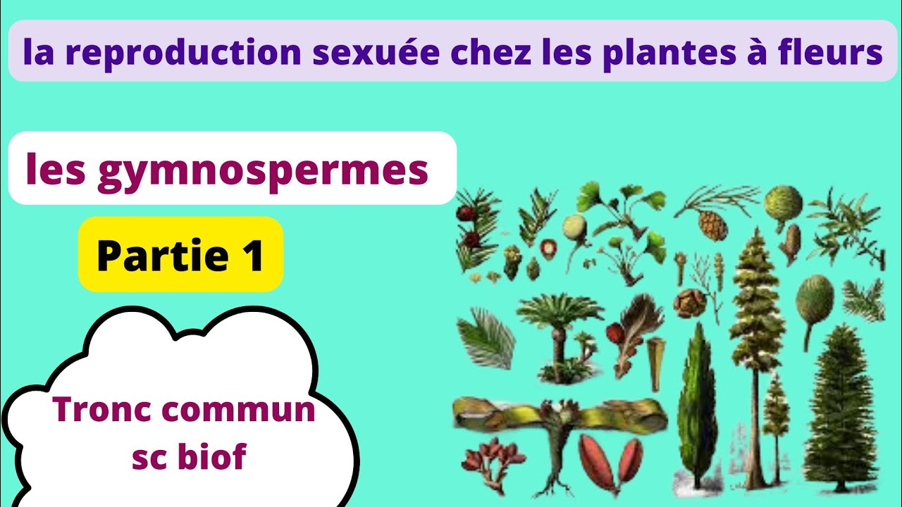 Tronc commun sc biof : structure des appareils reproducteurs mâles et femelles chez les gymnospermes