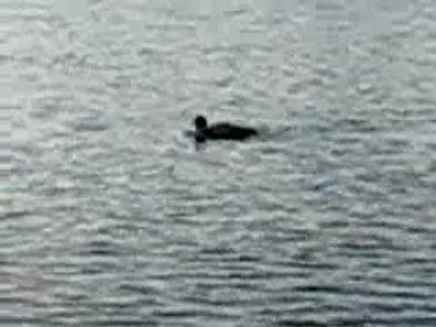 Loon Call Out