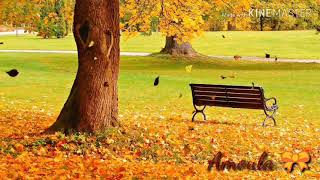 Mohabbatein Violin Ringtone