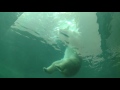 Underwater view of polar bear playing with its toy