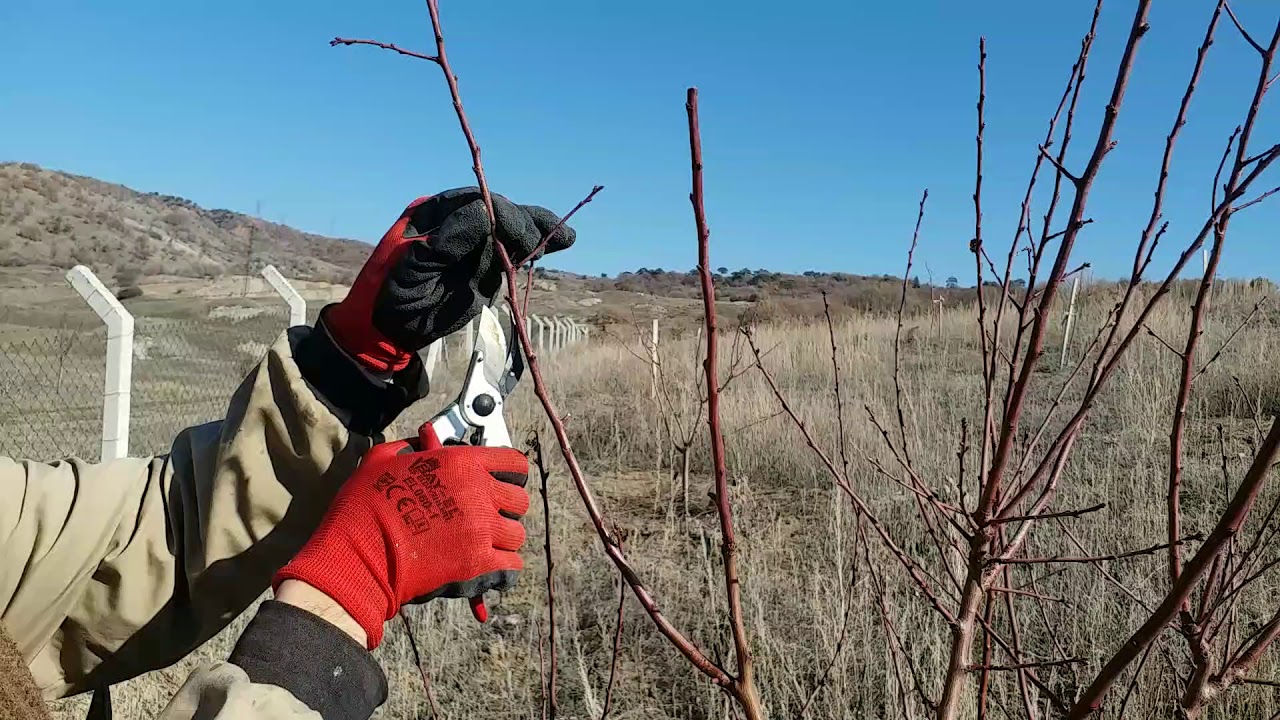 FERAGNES BADEM BUDAMA İKİ YAŞ