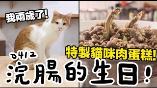黃阿瑪的後宮生活浣腸兩歲生日【自製貓咪肉蛋糕】