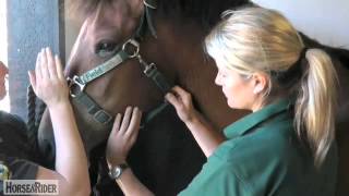How to Take a Facial Pulse with Liphook Equine Hospital | HorseandRider UK