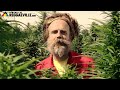 Uwe banton  sweet sativa official 2014