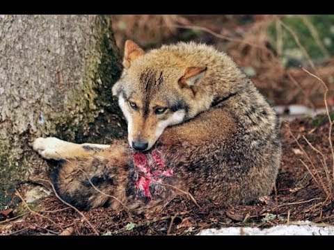 Wolf killing himself ( Rare scene & exclusive . ) - YouTube