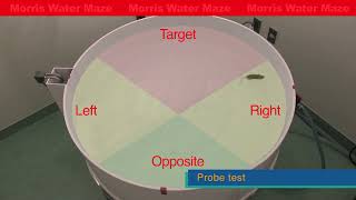 Morris water maze; Hidden platform test / Visible platform test＜Spatial Learning＞モリス水迷路＜空間学習＞