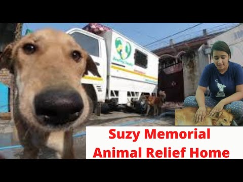 A Day at a Dog Shelter Home | Dehradun - YouTube