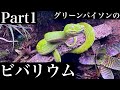 【前編】グリーンパイソンのビバリウムを作る芸人#グリーンパイソン#爬虫類 #ビバリウム#コケリウム#ニシキヘビ