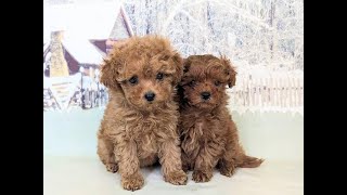 トイプーママ❤️ 202600224 トイプードル - ペットショップ HUG - ハグ