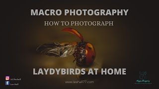 How to photography ladybird&#39;s and insects at home