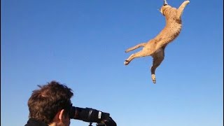 Top 5 Wild Cats With Reflexes That Don’t Look Real