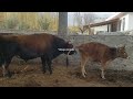 Beautiful cow  | Village Animals |