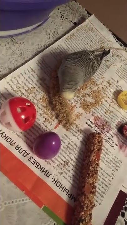 попугайчик и любимое лакомство сенегальское просо. Ключ 🔑🔑🔑 к ...