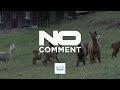 La migración de alpacas: las lanudas viajeras bajan de los Alpes suizos